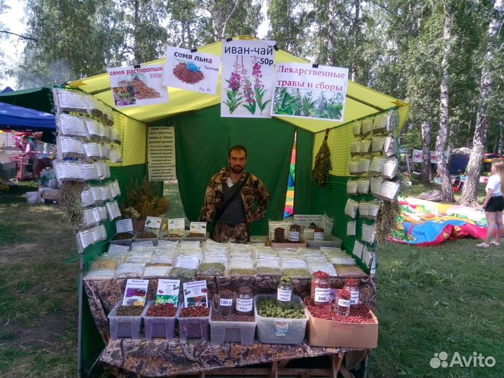 Чага, шиповник, травы