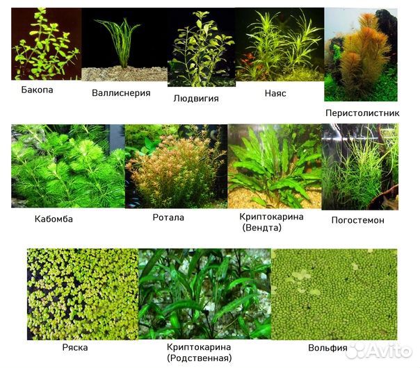 Продажа аквариумных растений