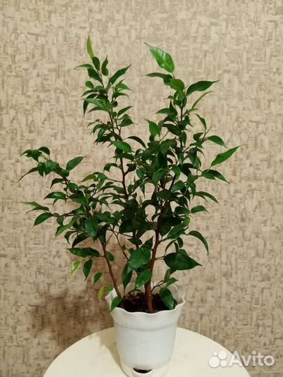 Фикусы сортовые