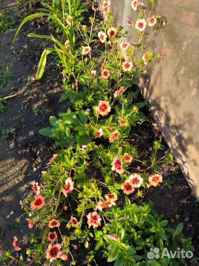 Лапчатка травянистая- неприхотливый многолетник