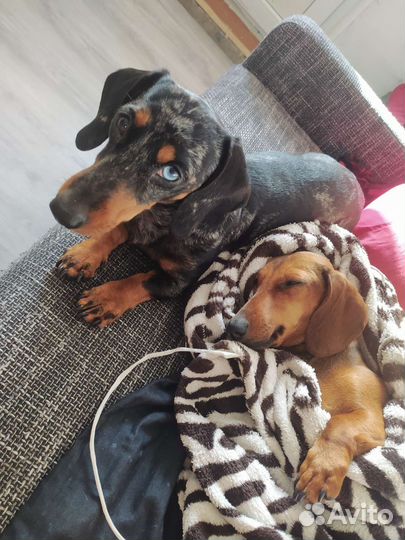 Мраморная кроличья такса