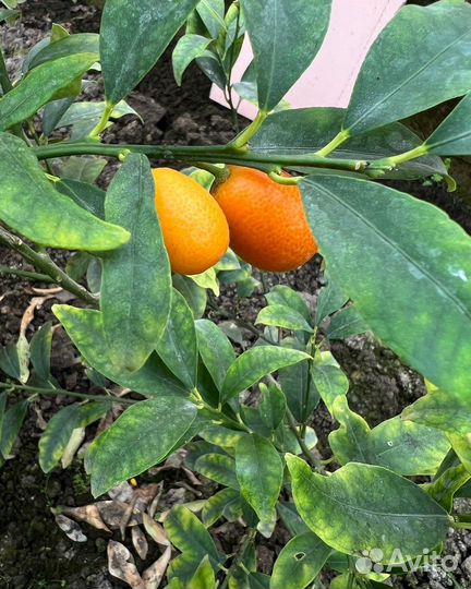 Саженцы кумквата