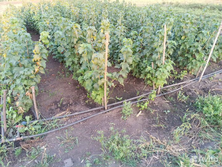 Саженцы черной смородины