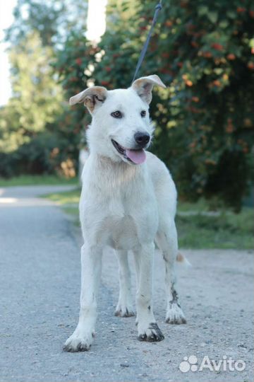 Щенок Белла,4 месяца.В дар