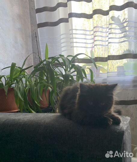 Британская кошка