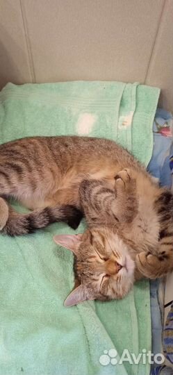 Кошка красотка Шмяка