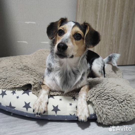 Передержка собак. читайте описание