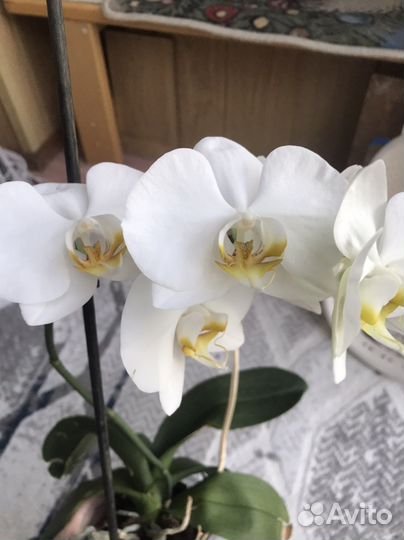Орхидея Lazy Sunday фаленопсис сортовой