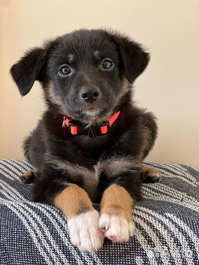 Щенки овчарки метисы черные в добрые руки