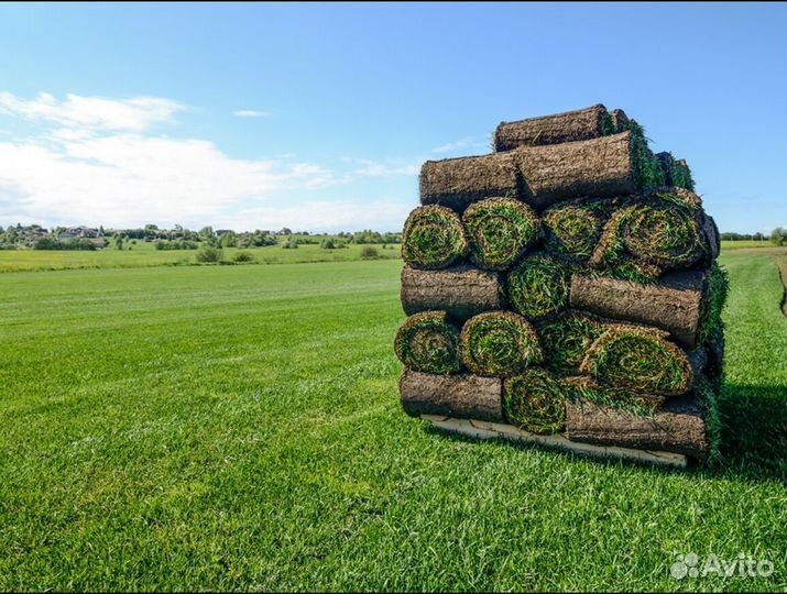 Рулонный газон Элитный