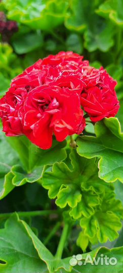 Пеларгония герань