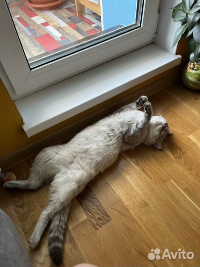 Кот для вязки