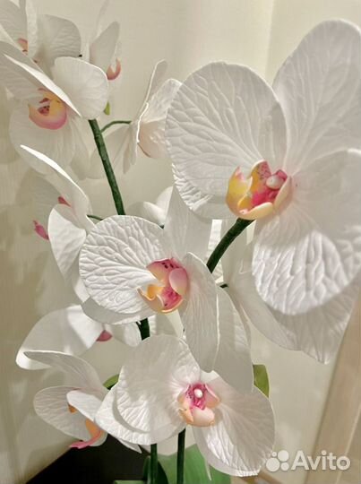 Орхидея