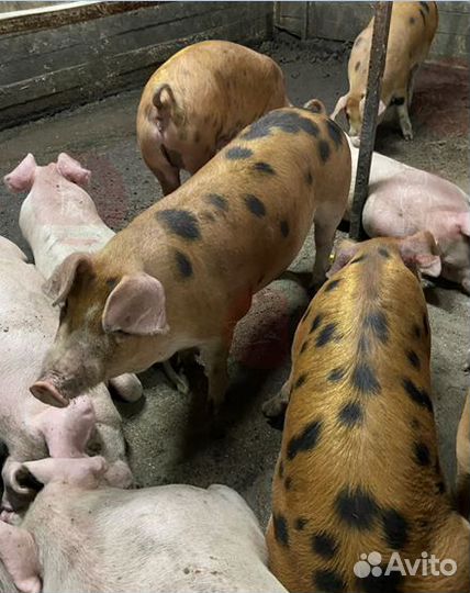 Мясо деревенское,свинина. Убой,доставка сегодня