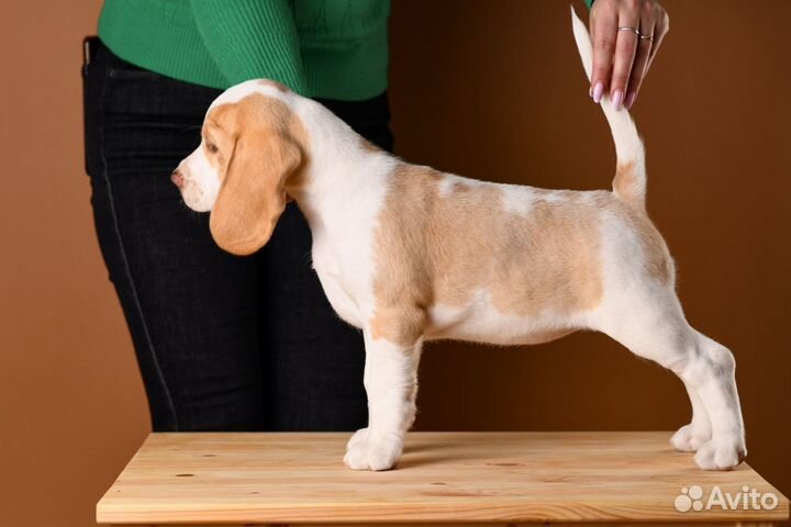 Щенки бигль