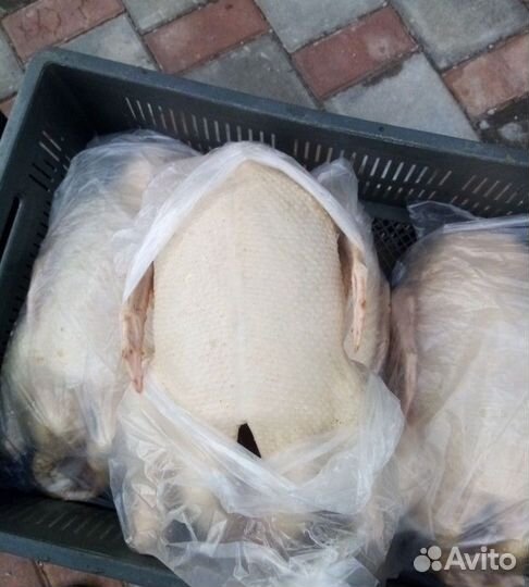 Гусь,утка, кролик