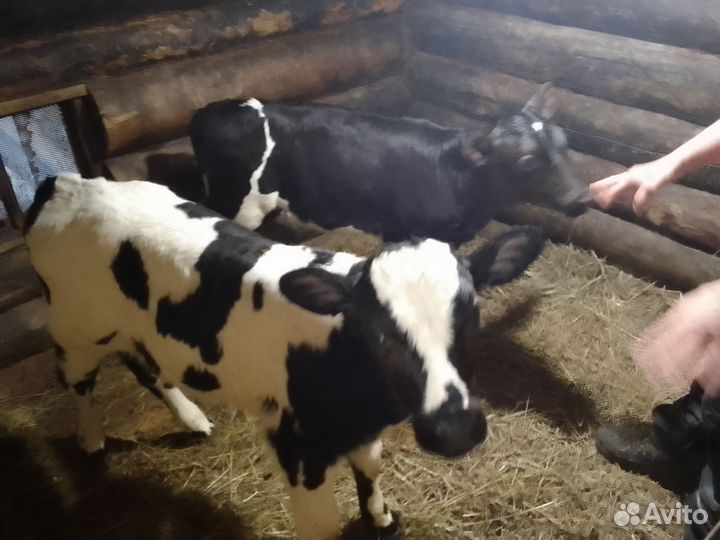 Домашние животные