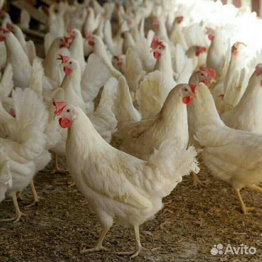 Куры несушки легорн