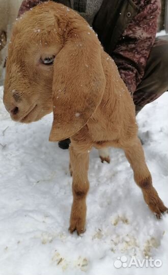 Козочка нубо калахари