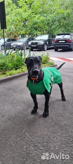 Охлаждающая попона для собак