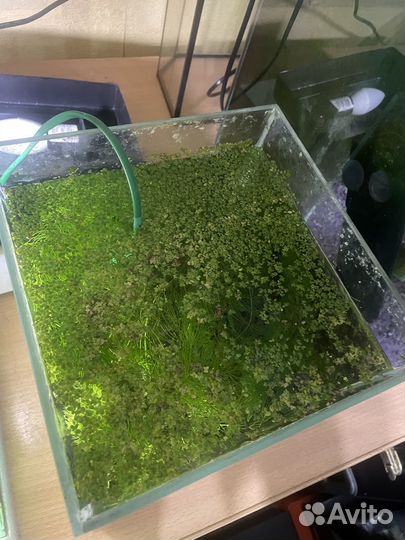 Аквариум куб 8 литров