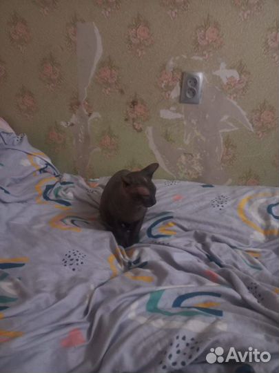 Кот сфинкс