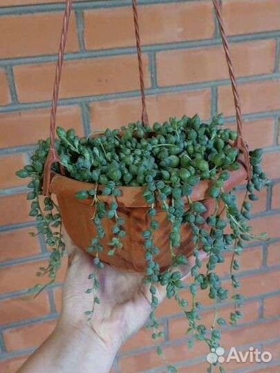 Оттона Герейна, хавортия