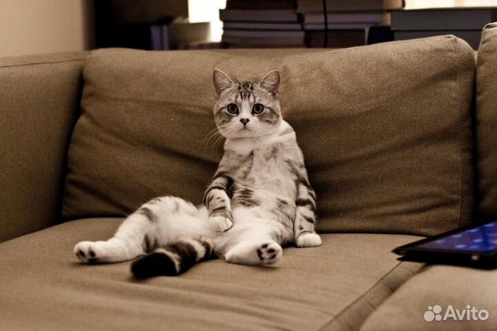 Перетяжка мебели, Ремонт мебели