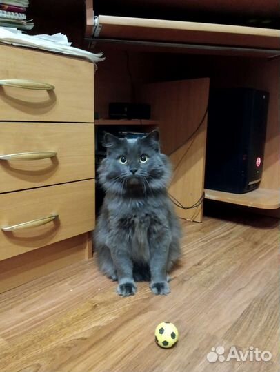 Кошка фенотип Нибилунга