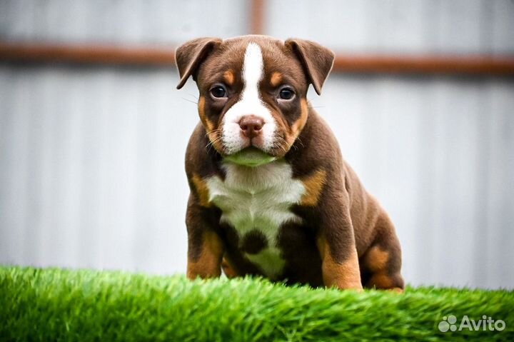 Американский булли