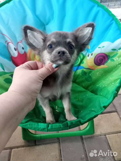 Мини-овчарка в дар