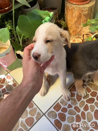 Щенки мальчики в добрые руки