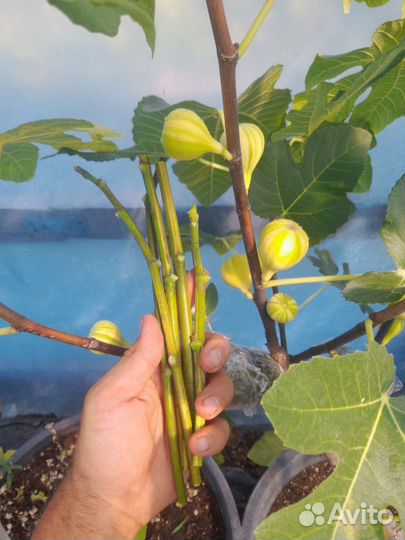 Инжир Паначе (черенки)