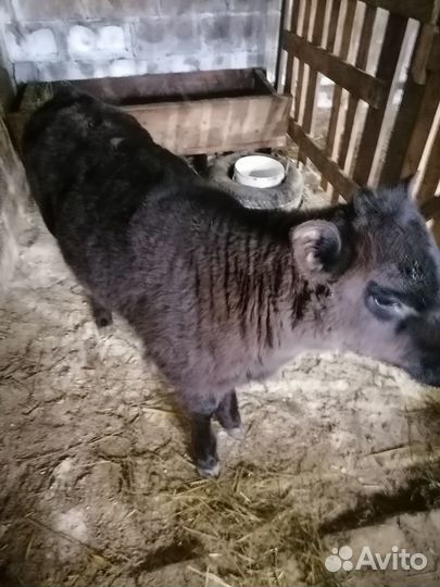 Телочка возраст 2 м.Порода Аберднка. Цена