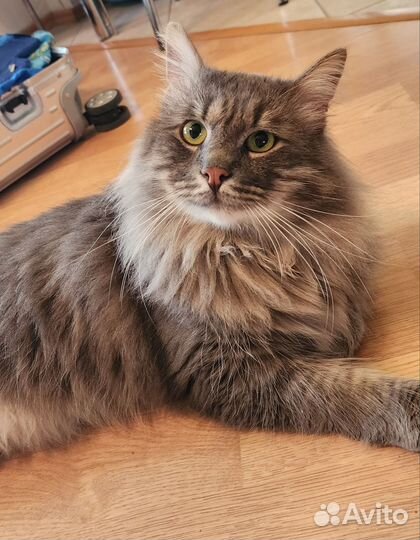 Кот сибиряк