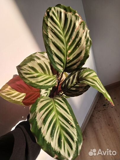 Калатея медальон,разновидностей Калатей