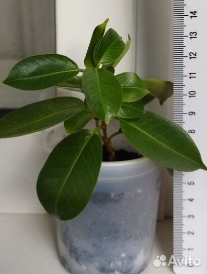 Дипладения (мандевилла)