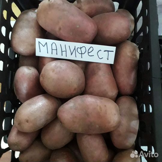 Семенной картофель