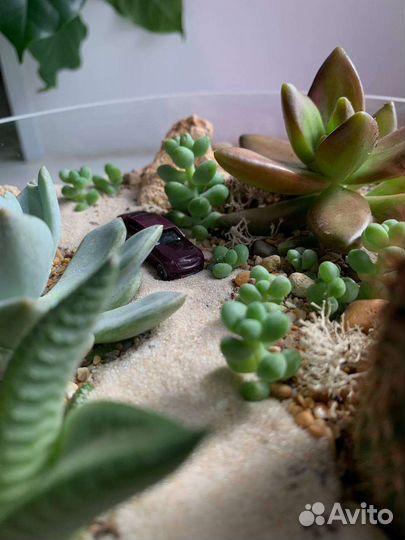 Флорариум с суккулентами