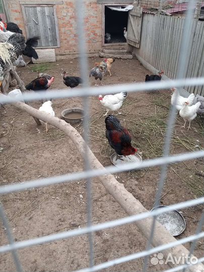 Куры,молодки,петухи