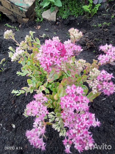 Очитки, седумы