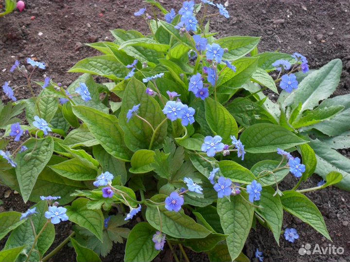 Растения для Вашего сада