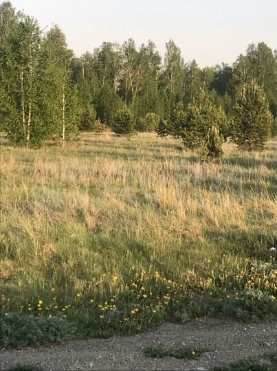 Участок 15 сот. (ИЖС)