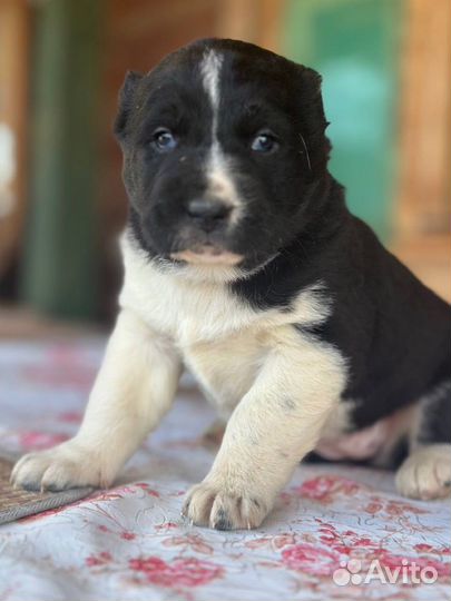 Щенки чистокровных алабаев