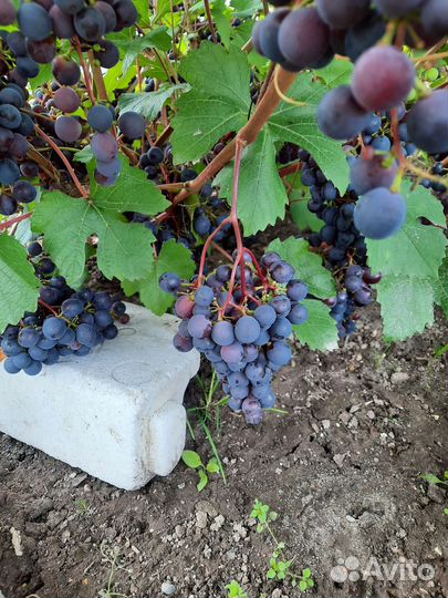 Саженцы винограда
