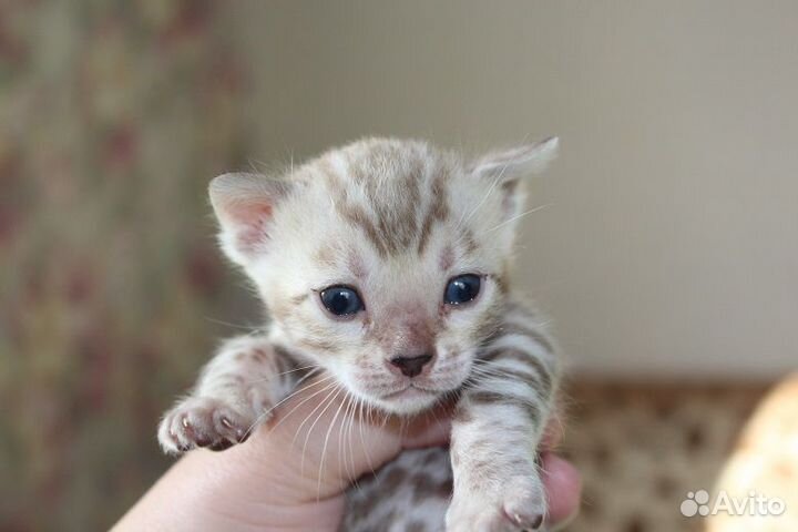 Снежные и золотые леопардики