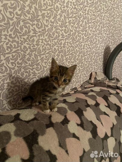 Котик бесплатно