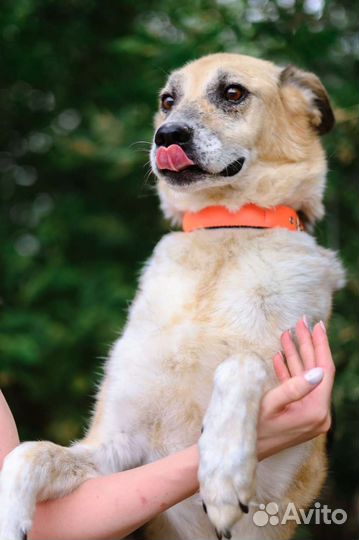 Собака потеряла семью, в приюте невыносимо ей жить