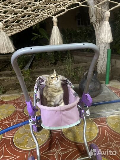 Милашка Соня