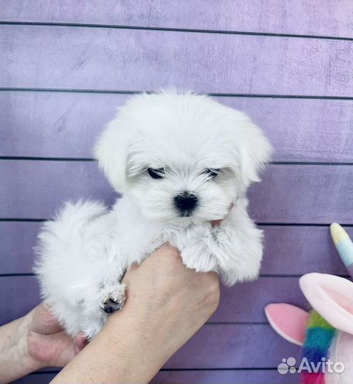 Мальтийскиие болонки